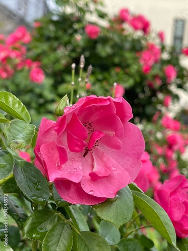 水滴のついた赤いバラの花。潤いのある