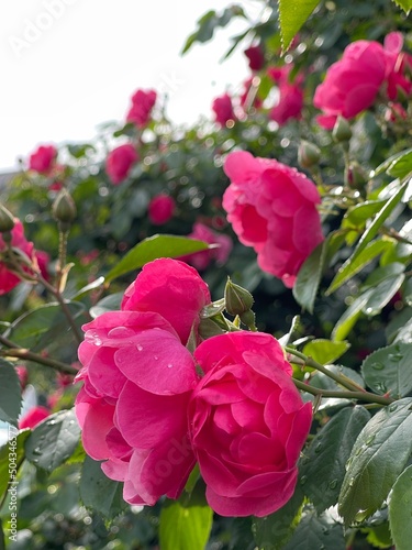水滴のついた赤いバラの花。潤いのある