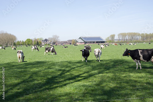 Black and white cows in a pasture in Arnhem, Netherlands