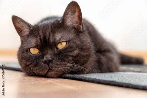 Cute cat with yellow eyes laying on the floor