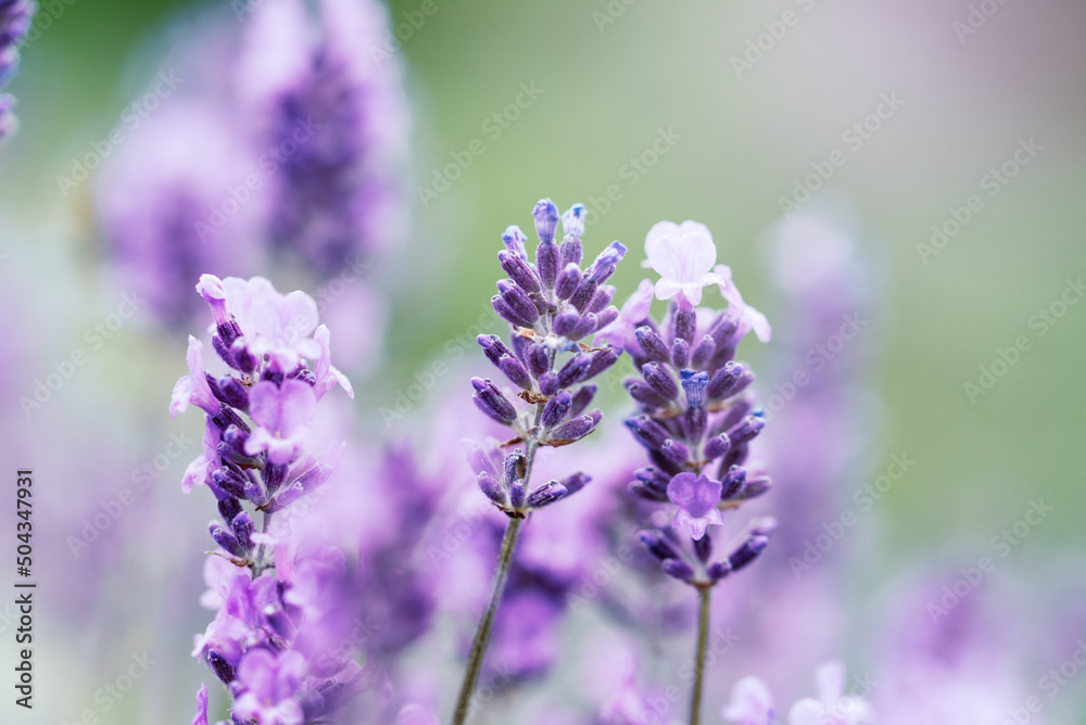 Close-up macro image lavender flowers. Plant decay with insects., sunny lavender. Lavender flowers in field. Soft focus, Close-up macro image lavender flowers. Plant decay with insects., sunny lavender. Lavender flowers in field. Soft focus,