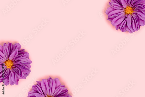 Purple dahlia flowers on a pink pastel background. Springtime elegance concept.