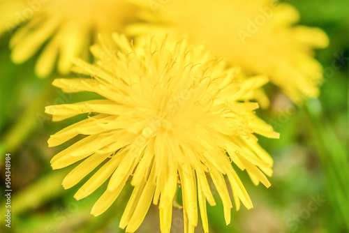Yellow dandelion on a green background close-up.
