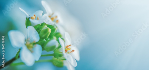 White alyssum on a blue background in macro with copy space. photo