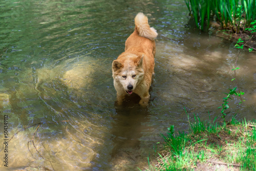 young female dog, akita inu, cooling off in a river in the forest during a hot spring sunny day
