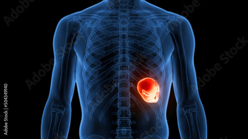 Human Internal Organ Spleen Anatomy photo