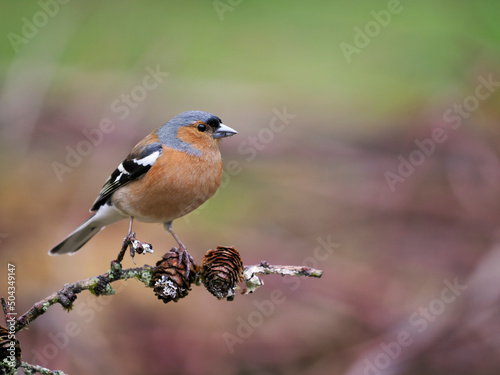 Chaffinch, Fringilla coelebs photo