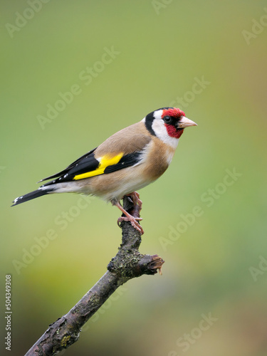 Fotografia Goldfinch, Carduelis carduelis,
