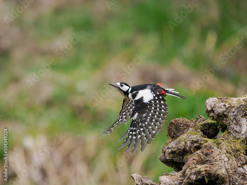 Great-spotted woodpecker, Dendrocopos major