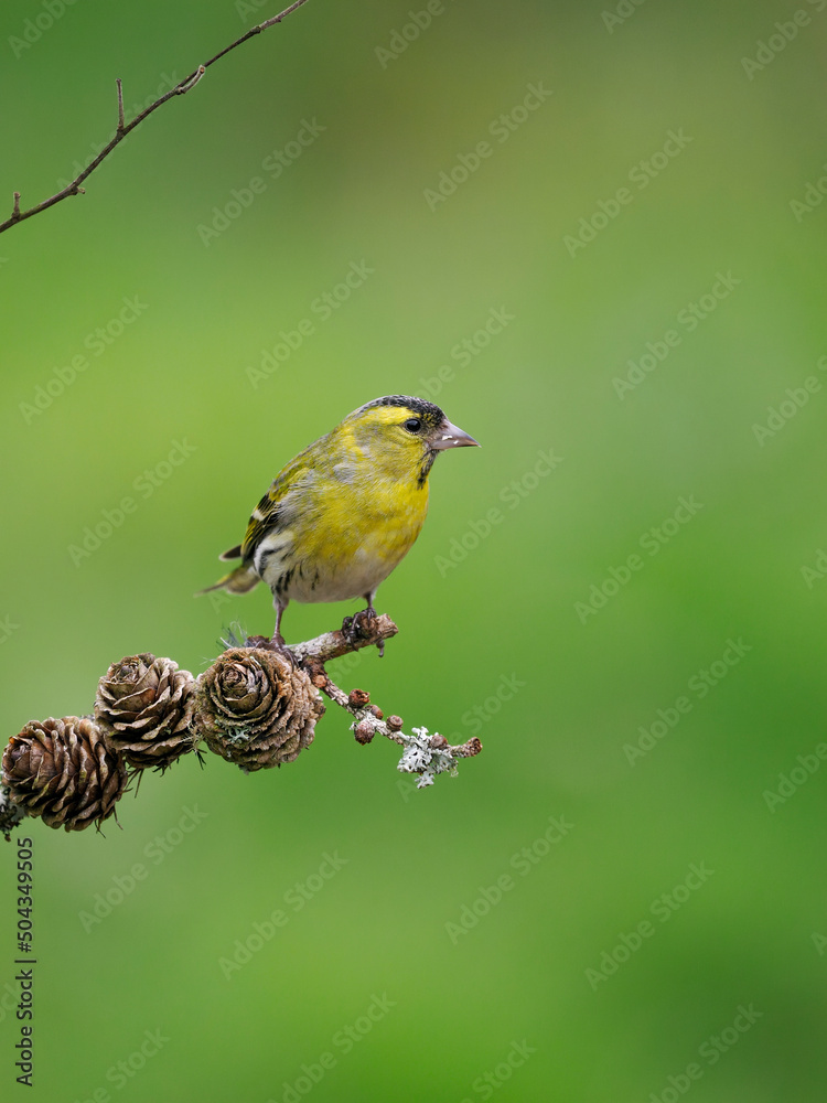 Fototapeta premium Siskin, Carduelis spinus