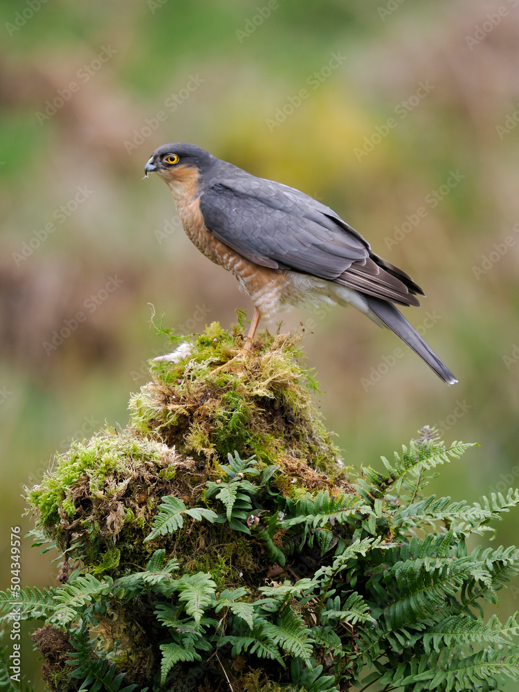 Obraz premium Sparrowhawk, Accipiter nisus