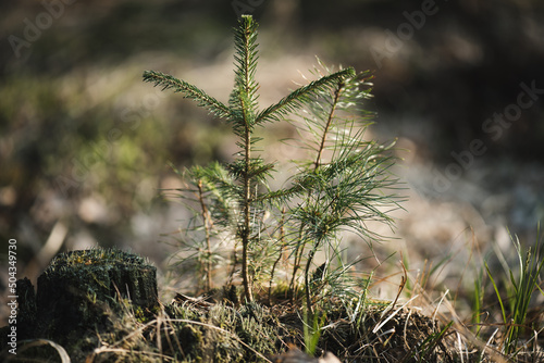 Fototapeta Young spruce and pine seedlings growing from an old tree stump in a forest