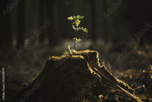 Obraz na plátně Young seedlings of a rowan growing from an old tree stump at sunset in the forest