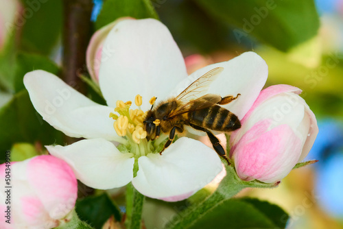 Bee pollinating apple blossoms. A bee collecting pollen and nectar from a apple tree flower. Macro shot with selective focus
