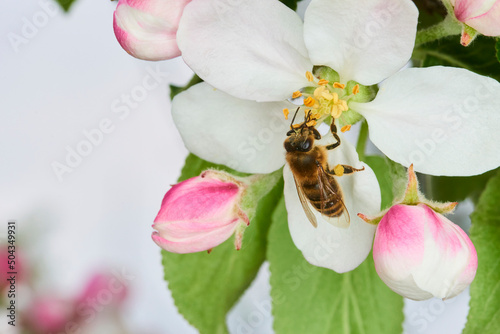Honey Bee (Apis mellifera) pollinating apple blossoms. A bee collecting pollen and nectar from a apple tree flower. Macro shot with selective focus