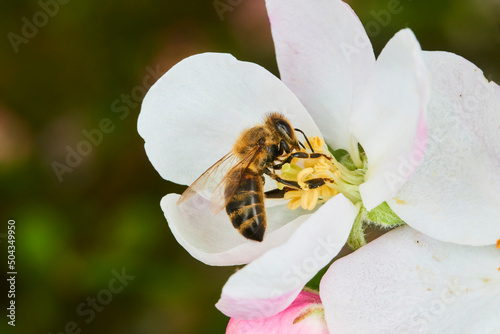 Honey Bee (Apis mellifera) pollinating apple blossoms. A bee collecting pollen and nectar from a apple tree flower. Macro shot with selective focus