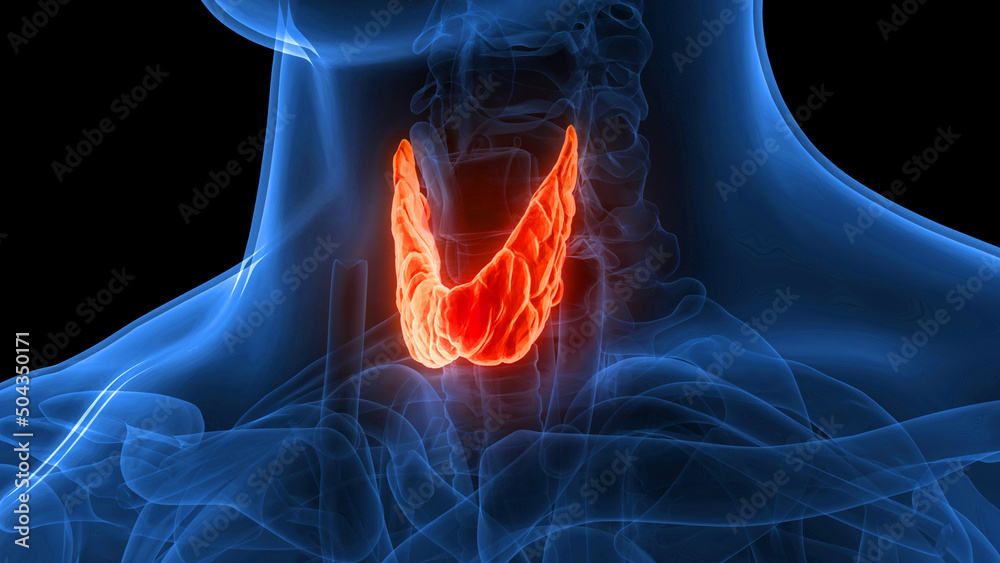 Human Body Glands Thyroid Gland Anatomy Stock Illustration | Adobe Stock