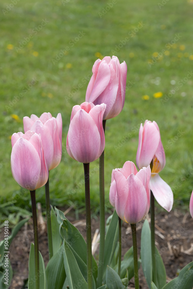 Obraz premium Pink tulips on green grass background