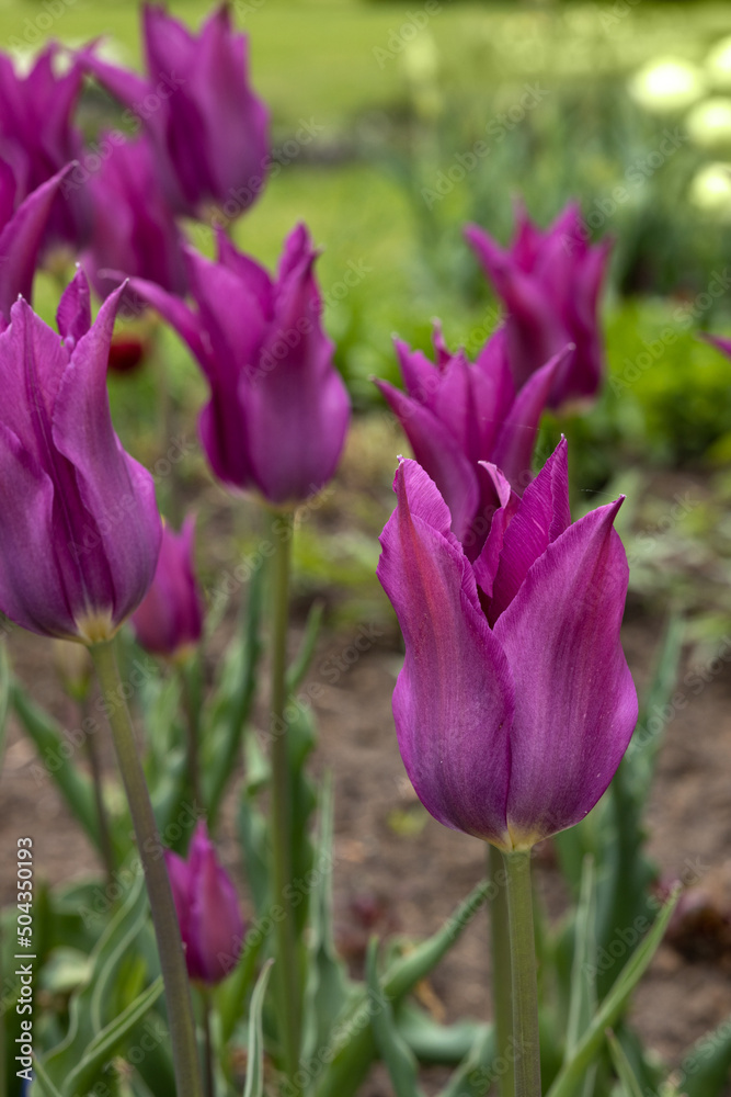 Fototapeta premium Purple blooming tulips on a green background