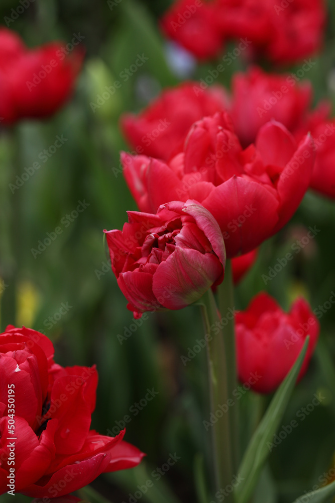 Fototapeta premium Peony red blooming tulips close-up