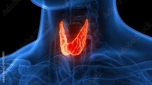 Obraz na płótnie Human Body Glands Thyroid Gland Anatomy