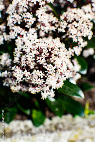 Hortensie weisser Schneeball