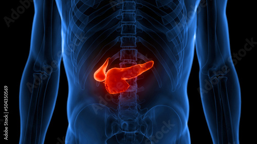 Human Internal Organs Pancreas with Gallbladder Anatomy
