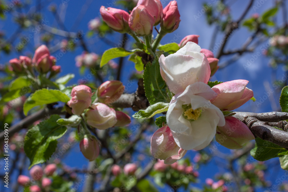 Obraz premium Apfelbaum in voller Blüte 