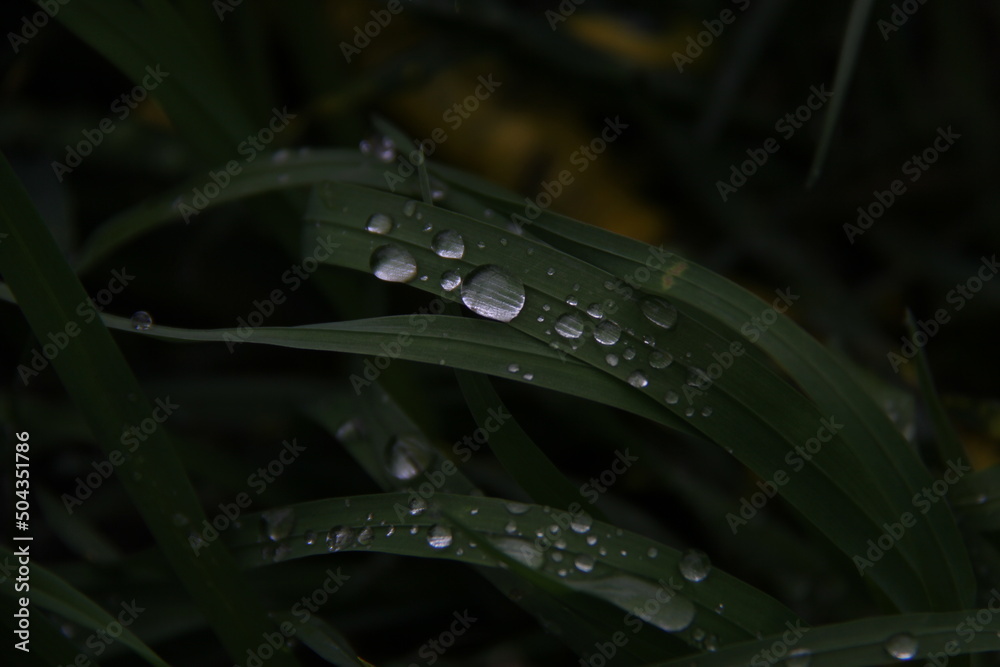 water drops on a leaf water drops on a leaf
