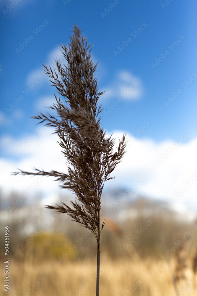 Fototapeta premium tree in the snow