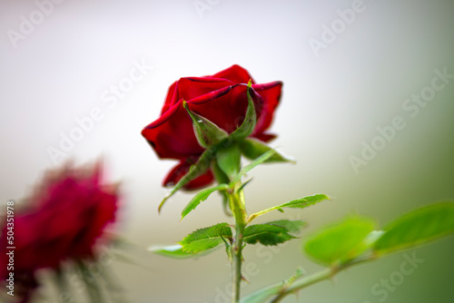 Fototapeta Naklejka Na Ścianę i Meble -  single red rose