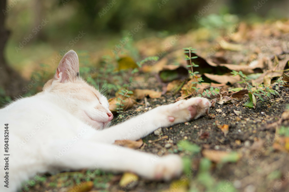 Wild cat sleeping in a Japanese forest Wild cat sleeping in a Japanese forest