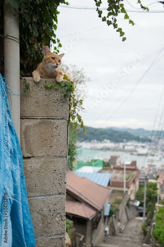 Photography Wild cat relaxing on the streets of Japan