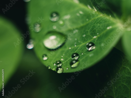 Water droplets on a leaf