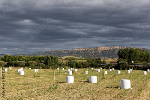 Fodder corn silage in plastic bales, under a cloudy sky