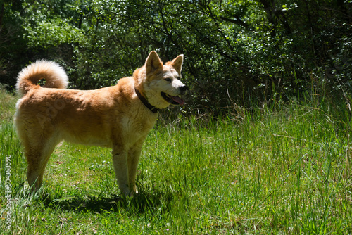 young female dog, akita inu, alert, watchful on the forest in a sunny day of spring
