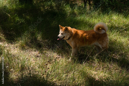 young female dog, akita inu, alert, watchful on the forest in a sunny day of spring