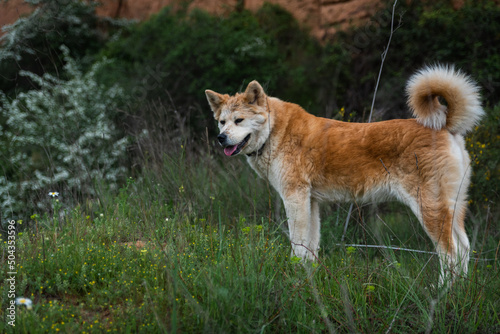 young female dog, akita inu, alert, watchful on the forest in a sunny day of spring