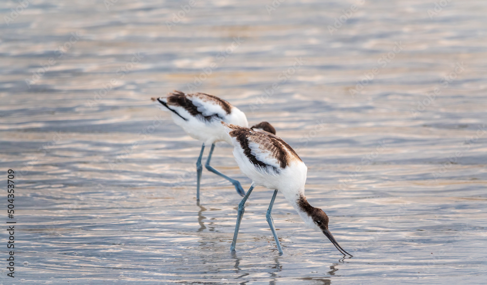 Obraz premium Two water birds pied avocet, Recurvirostra avosetta, feeding in the lake. The pied avocet is a large black and white wader with long, upturned beak