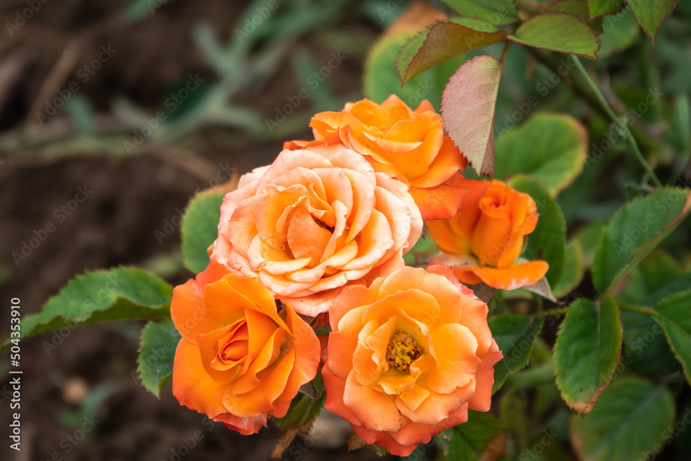 Yellow-red rose on a green blurred background. Yellow-red rose on a green blurred background.