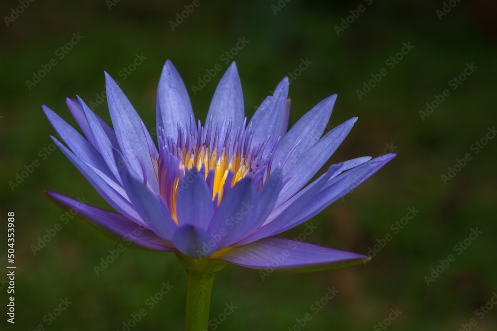 Closeup view of bright purple blue and golden yellow tropical water lily flower blooming in bright sunlight isolated on natural background Closeup view of bright purple blue and golden yellow tropical water lily flower blooming in bright sunlight isolated on natural background