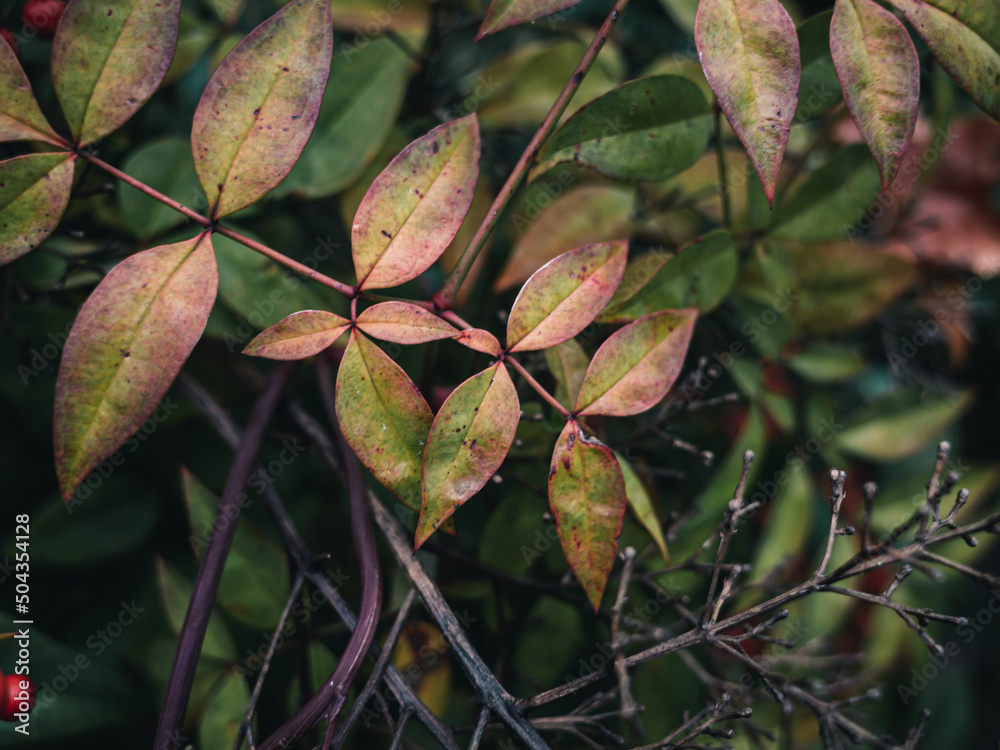 Tree foliage Tree foliage