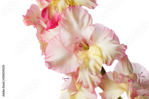 Fototapeta Naklejka Na Ścianę i Meble -  Delicate pink-yellow gladiolus isolated on white background.