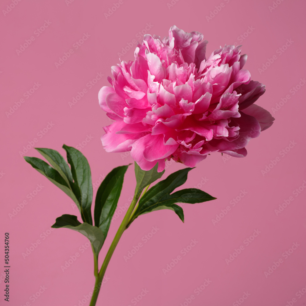 Beautiful rose-shaped peony flower in pink color isolated on pink background.