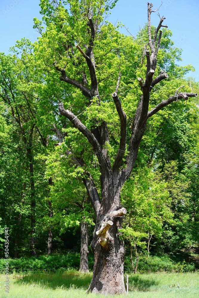 Die Humboldteiche, Naturdenkmal im Frühling bei Sonnenschein im Schlosspark Tegel in Berlin Die Humboldteiche, Naturdenkmal im Frühling bei Sonnenschein im Schlosspark Tegel in Berlin