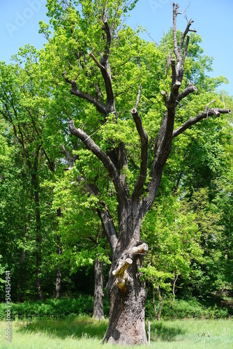 Die Humboldteiche  Naturdenkmal im Fr  hling bei Sonnenschein im Schlosspark Tegel in Berlin