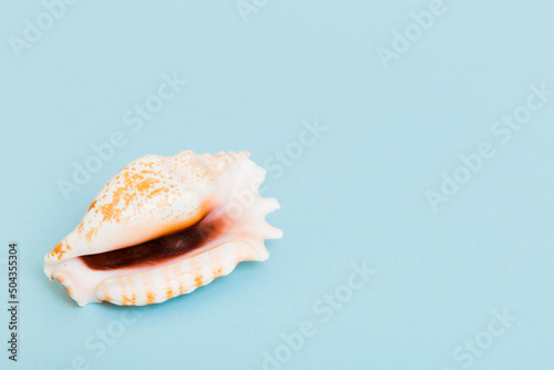 Beach seashells on colored background. Mock up with copy space