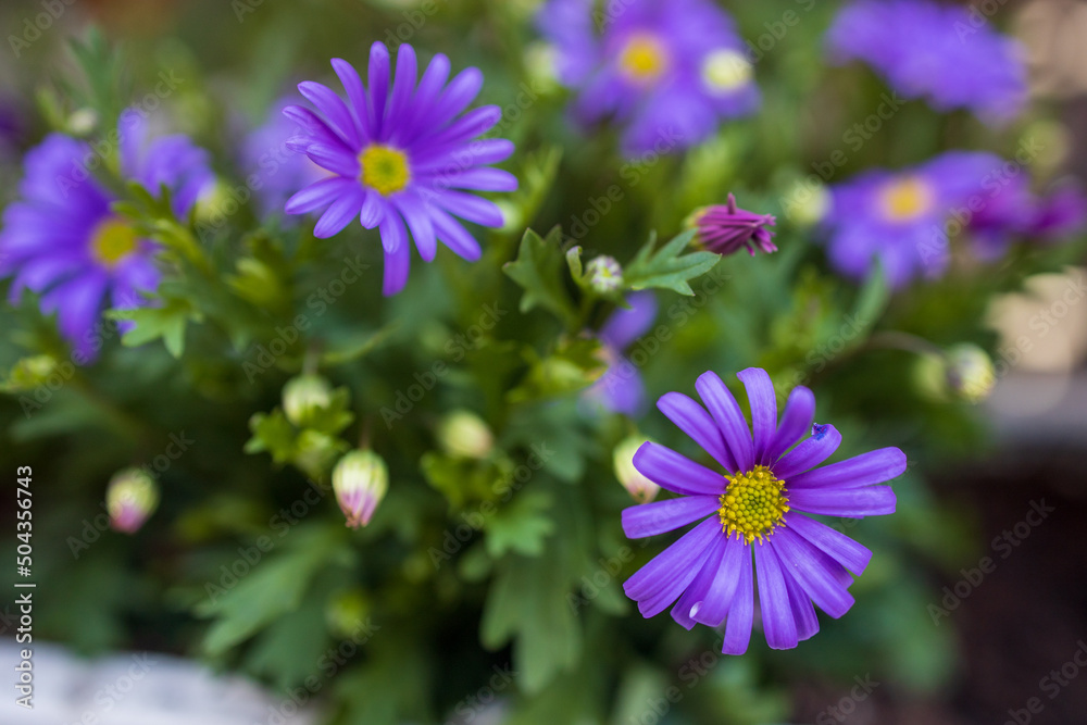 The first wildflowers blooming in spring The first wildflowers blooming in spring