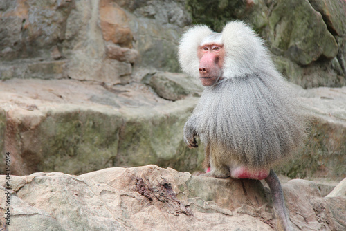 hamadryas baboon in a zoo in france photo