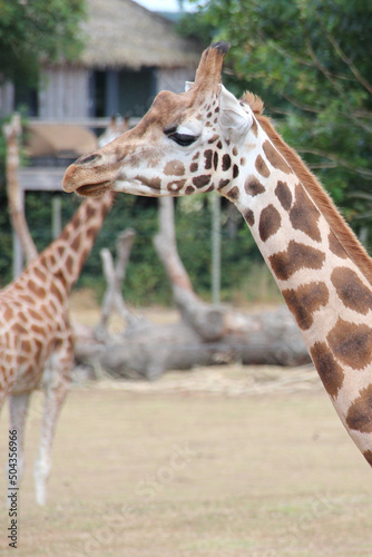 giraffes in a zoo in france